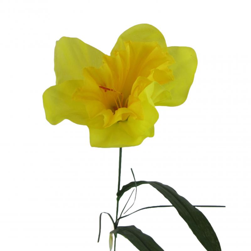 Żonkil 50cm